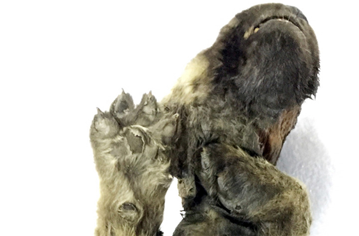 Scientists Are Baffled By An 18,000-Year-Old 'Wolf-Dog' Puppy Found Frozen In Siberia