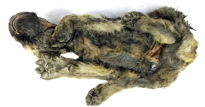 Los científicos están desconcertados con un cachorro de "perro-lobo" de hace 18000 años encontrado congelado en Siberia
