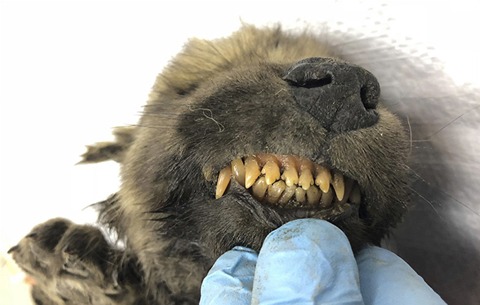 Los científicos están desconcertados con un cachorro de "perro-lobo" de hace 18000 años encontrado congelado en Siberia