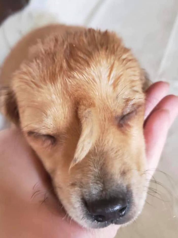 This Rescue Puppy Has A Tail Growing Out Of His Forehead