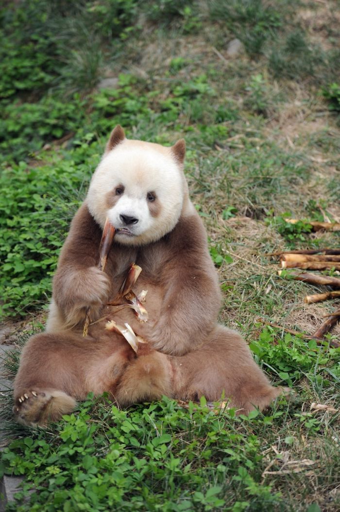 The World's Only Captive Brown Panda That Was Bullied As A Cub Gets Adopted