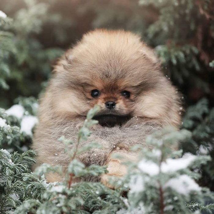 Here Are 23 Adorable Photos Of Furballs Jumping Around And Getting Their First Taste Of Snow