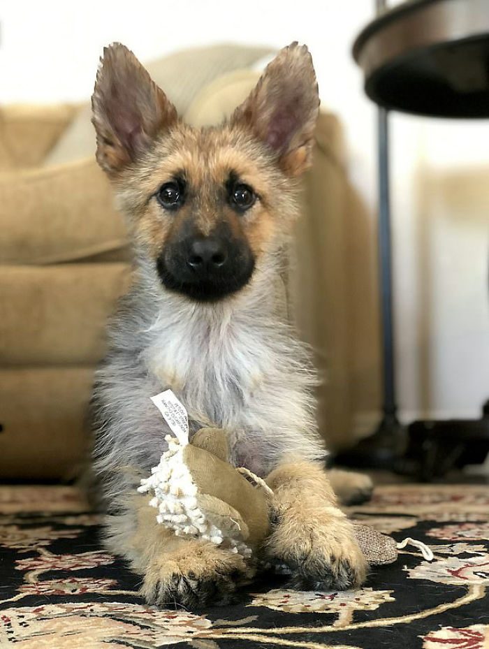 This 2-Year-Old German Shepherd With Dwarfism Will Always Look Like A Tiny Puppy