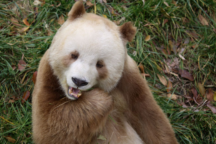 The World's Only Captive Brown Panda That Was Bullied As A Cub Gets Adopted