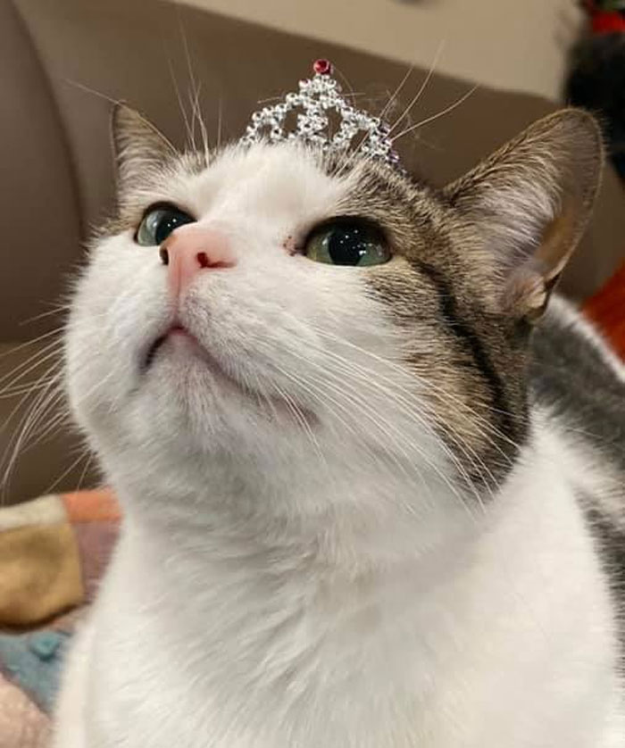 Found A Cat Sized Tiara For My Princess