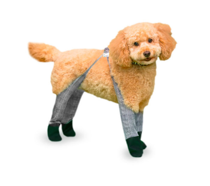 Dog Leggings Exist To Keep Your Dog Warm
