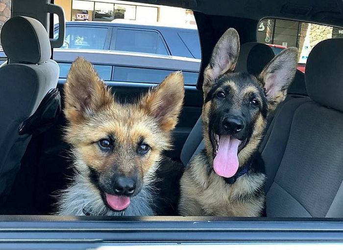 This 2-Year-Old German Shepherd With Dwarfism Will Always Look Like A Tiny Puppy