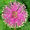 mimosapudica avatar