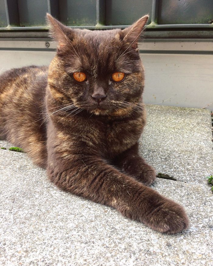 This Cat I Met Today Has Sauron’s Eyes