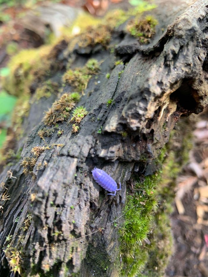 This Purple Roly Poly I Found Today