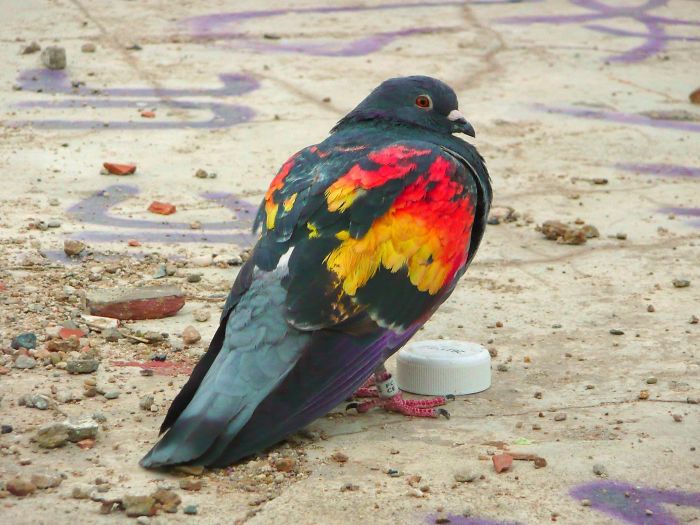 A Painted Pigeon I Saw In Barcelona