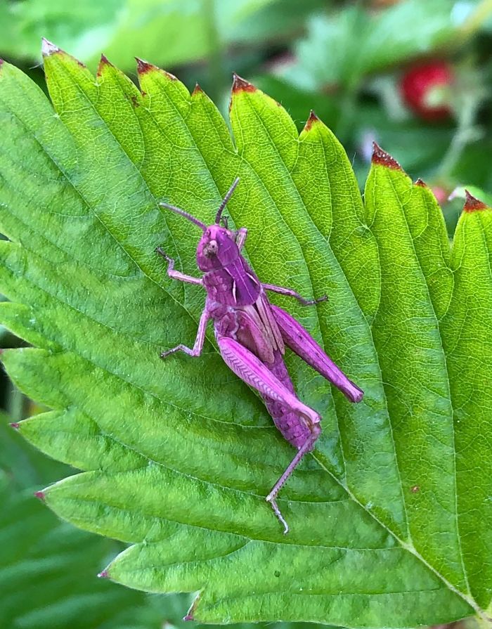 A Purple Grasshopper Found In My Garden