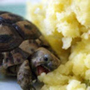 babettecanton avatar