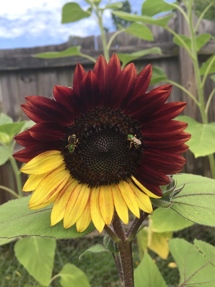 This Bicolor Sunflower I Grew