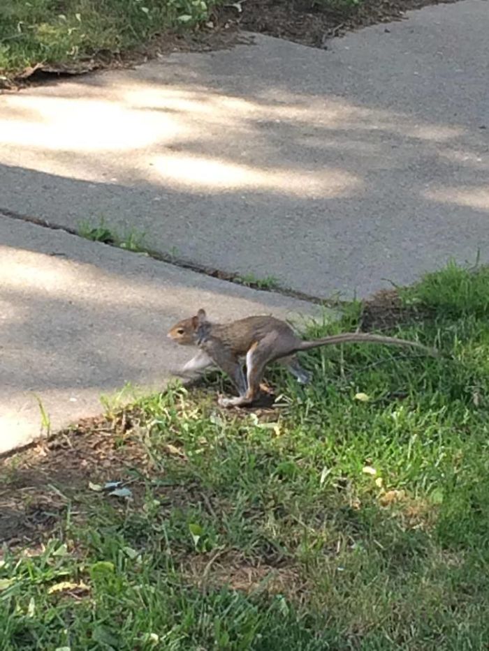 Squirrel Without A Bushy Tail