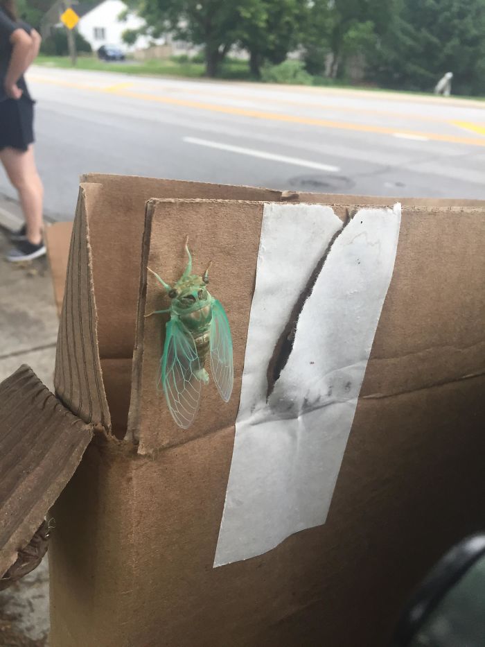 This Teal Cicada I Saw