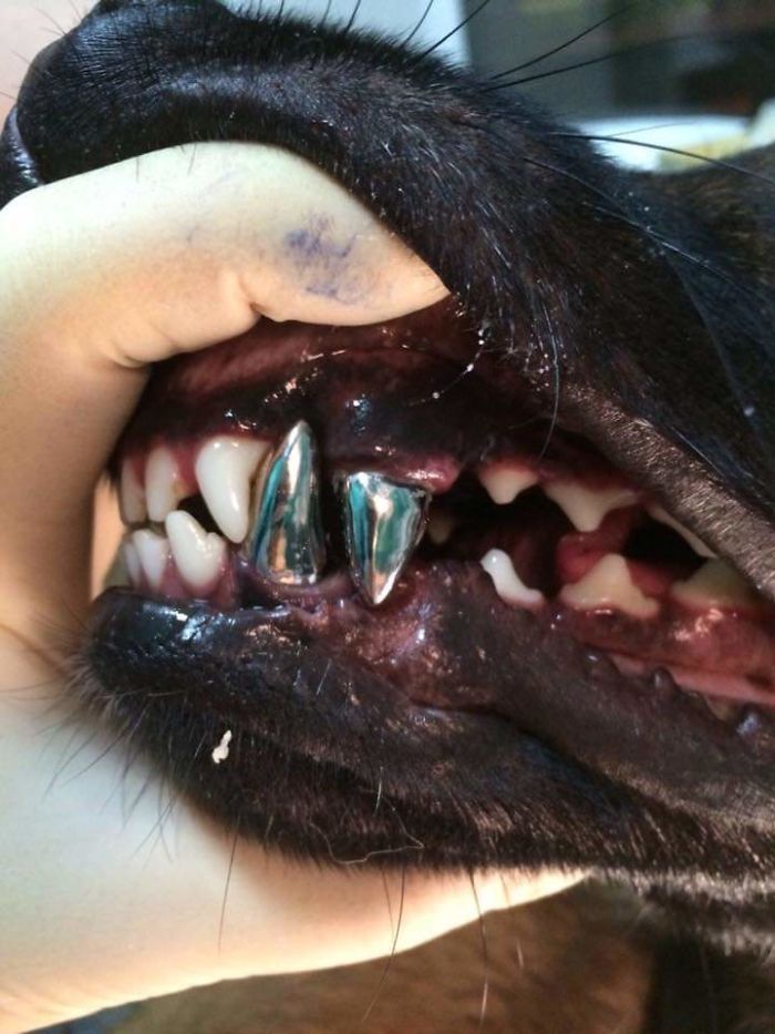 Dog Dental Implant
