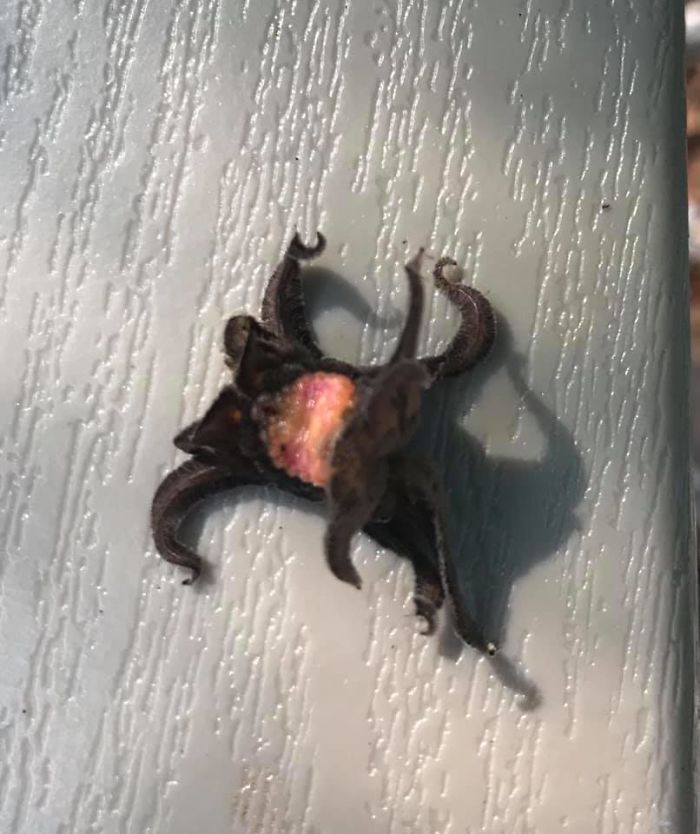 Weird Squirming Living Lovecraftian Nightmare On Our Lawn Chair This Morning. What Is This Thing?