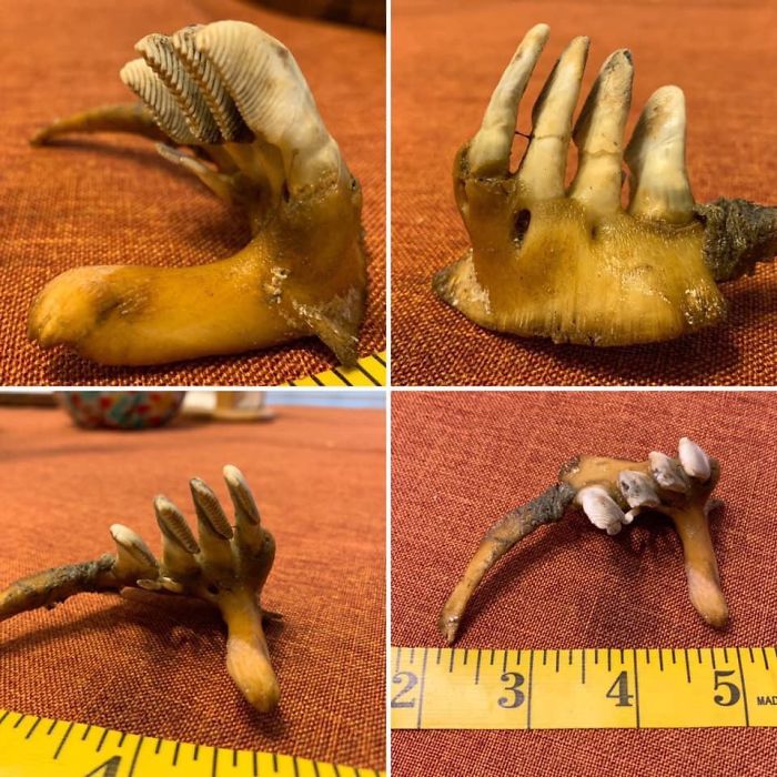 Found In The Muck In Ohio. What Is This Thing?