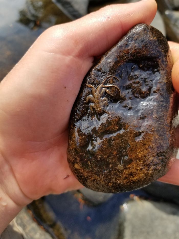 Found In Deep Creek Md. What Is This Thing?