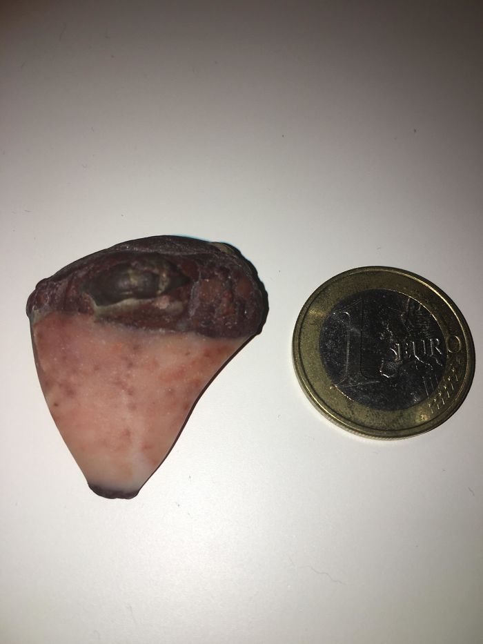 My Daughter Is Convinced She Found A Shark Tooth, Picked Up At The Beach In Castelldefels, Spain