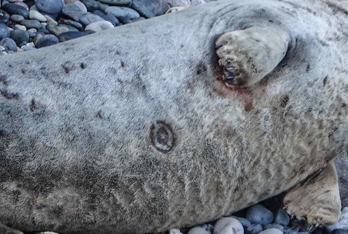 What Is This Mark On This Grey Seal (UK), I Observe Them On A Regular Basis And Never Seen Anything Like It?