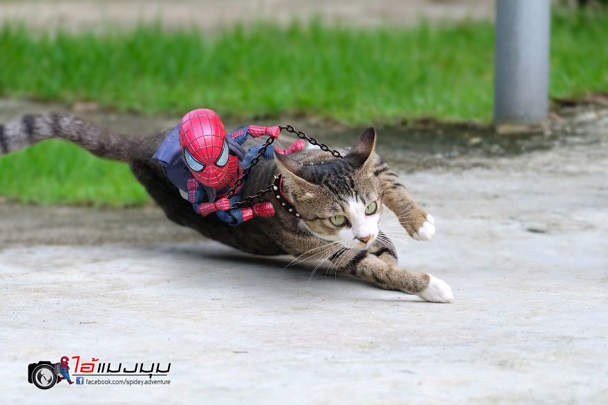 See The Adventures Of A Mini Spiderman With Lovely Cats Created By A Thai Artist