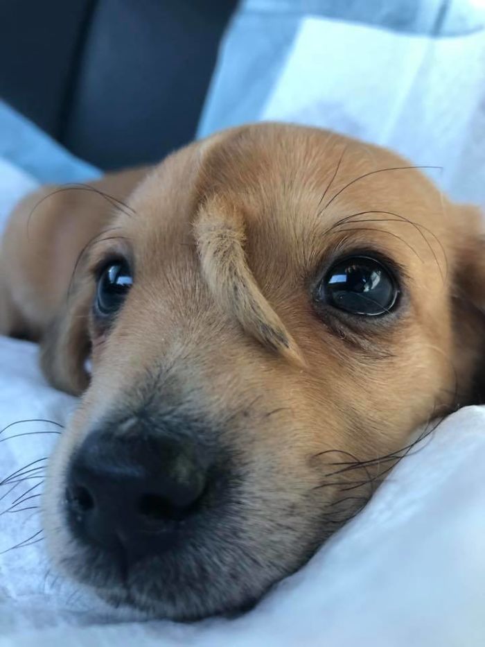 This Rescue Puppy Has A Tail Growing Out Of His Forehead