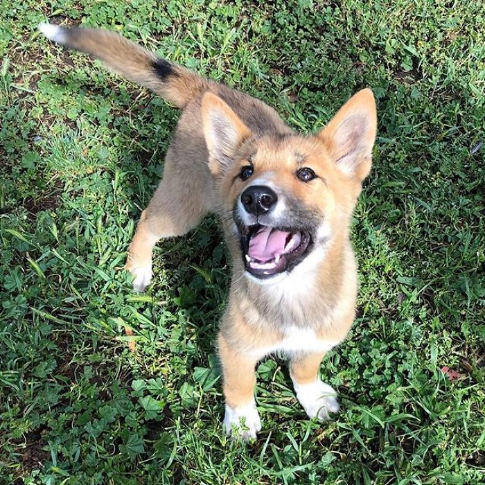 This Puppy Gets Dropped By A Bird Of Prey, Turns Out He's A Purebred Endangered Dingo