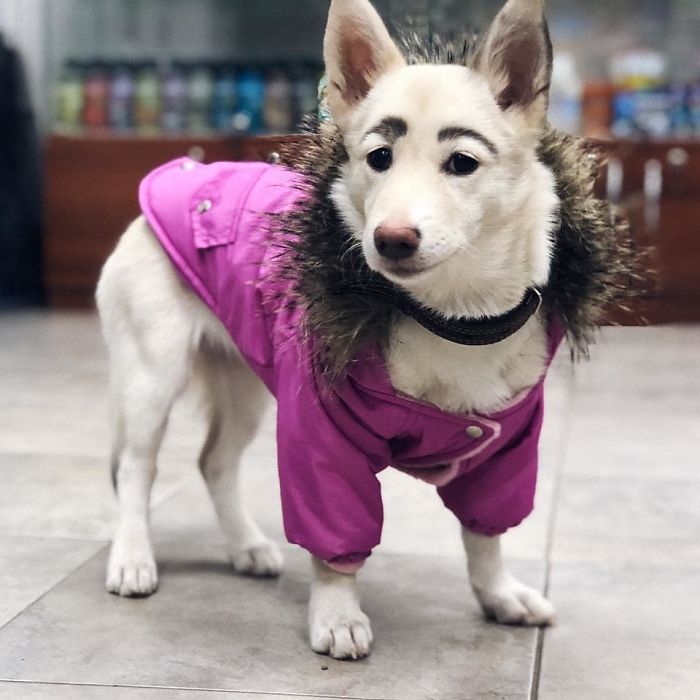 People Tried Washing This Dog's Eyebrows Off Only To Find Out They're Not Painted