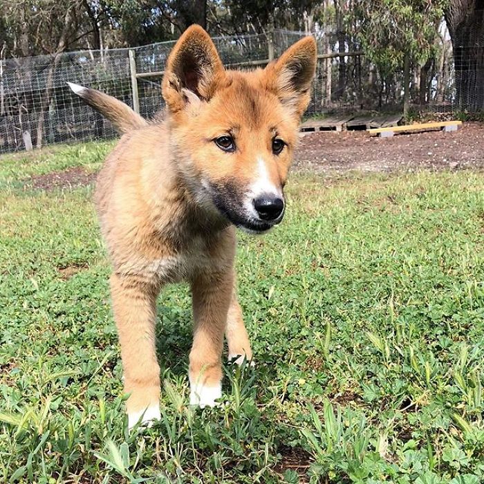 This Puppy Gets Dropped By A Bird Of Prey, Turns Out He's A Purebred Endangered Dingo