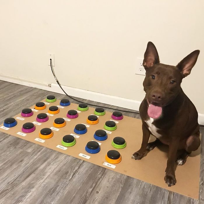 "Happy Ball Want Outside:" Dog Learns To Talk Using A Word Machine, Already Knows 29 Words