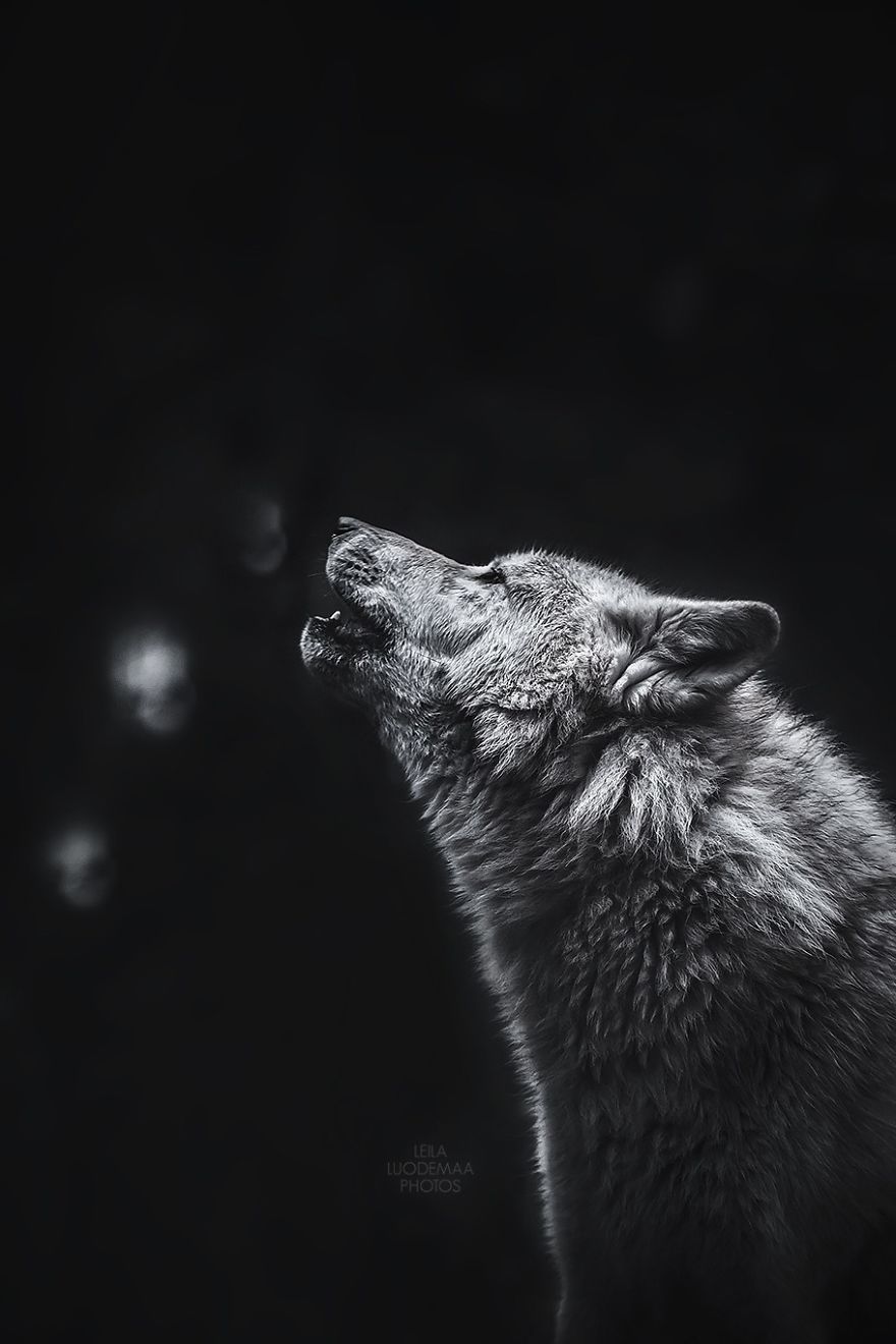American Wolfdog Ylva