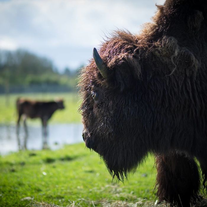 Blind, Lonely And Ignored By All Other Animals, Helen, The Bison, Seemed Destined For Loneliness, But Then She Met Oliver