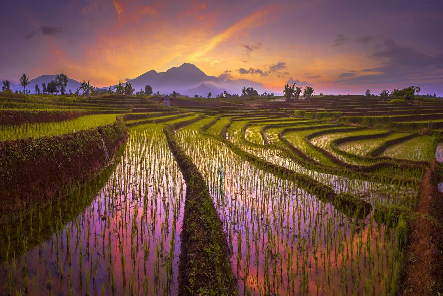 Morning Reflection Of The Red Sky, With The Amazing Pattern Of Terrace Rice Fields In North Bengkulu