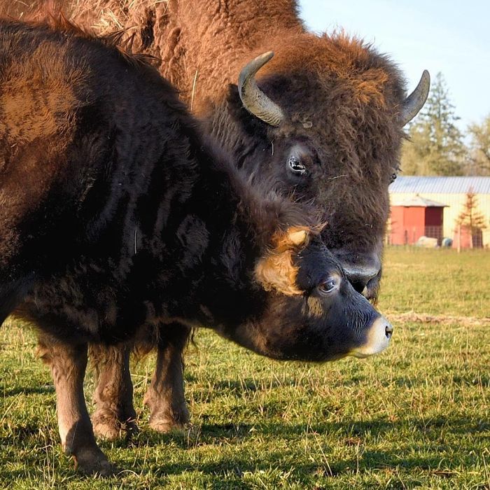 Blind, Lonely And Ignored By All Other Animals, Helen, The Bison, Seemed Destined For Loneliness, But Then She Met Oliver