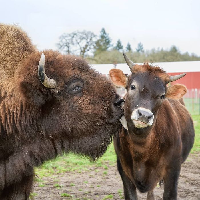 Blind, Lonely And Ignored By All Other Animals, Helen, The Bison, Seemed  Destined For Loneliness, But Then She Met Oliver | Bored Panda