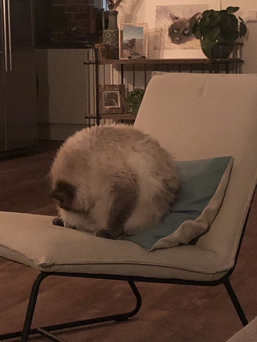 For The Cat Post