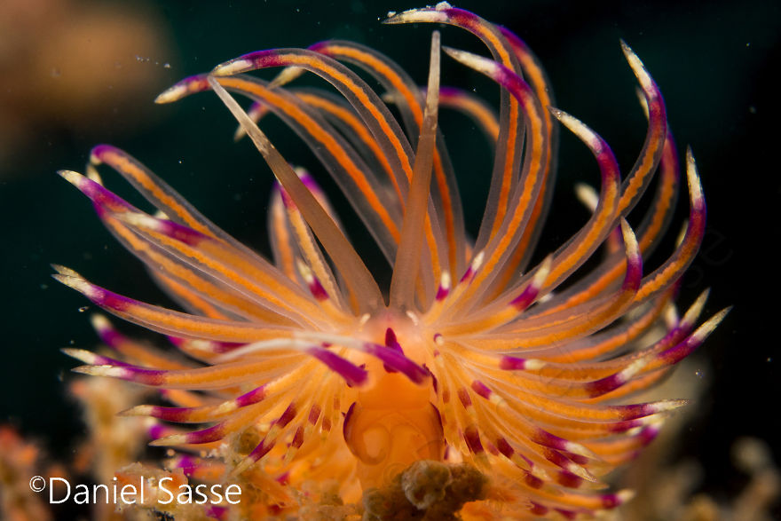 Nudibranch Are Very Beautiful Underwater Snails
