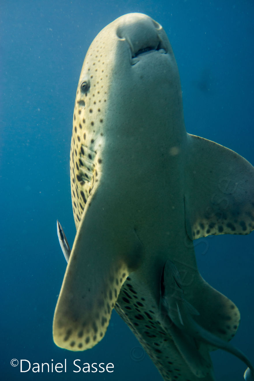 33 Pictures Of Endangered Shark Species While Scuba Diving. Marine Life Protection Projects.