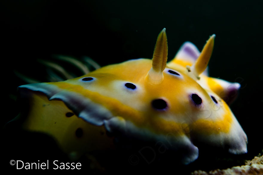 Nudibranch Are Very Beautiful Underwater Snails
