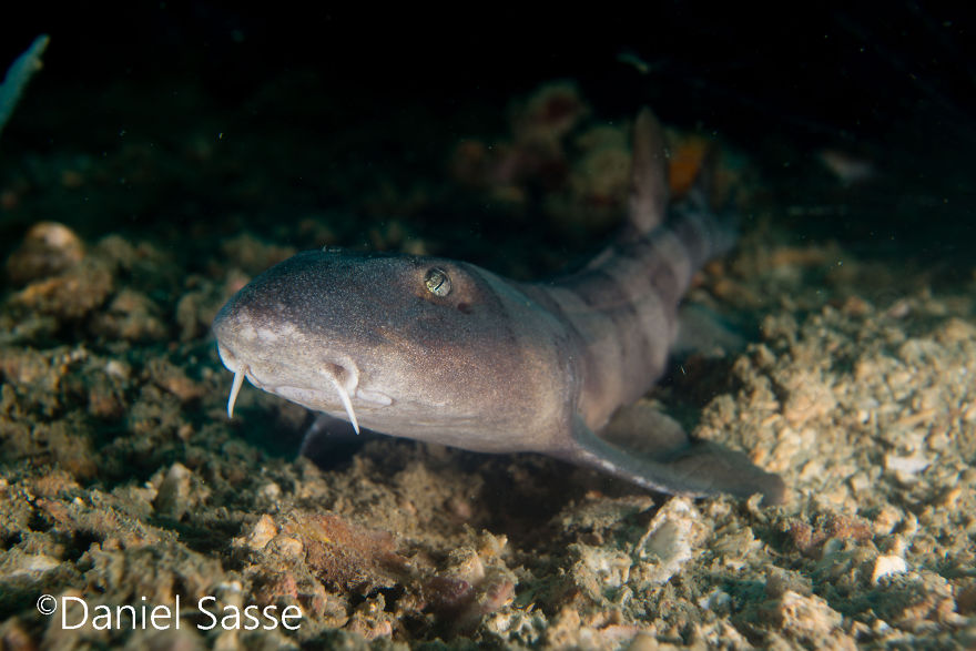33 Pictures Of Endangered Shark Species While Scuba Diving. Marine Life Protection Projects.