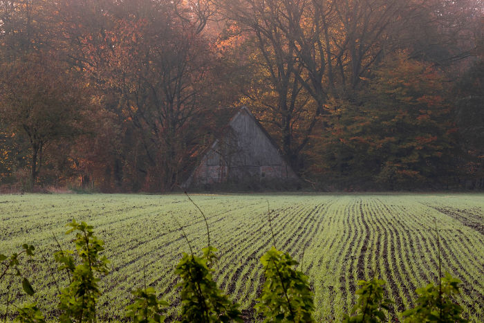 Rural area in the Netherlands with green fields and a rustic barn surrounded by autumn-colored trees in scenic countryside.