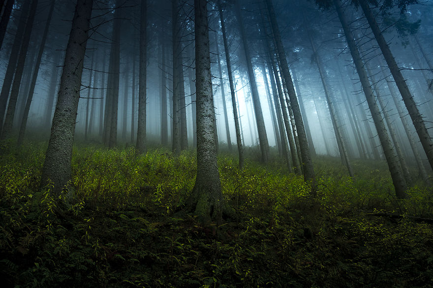 Misty Forest, Tatra Mountains, Poland