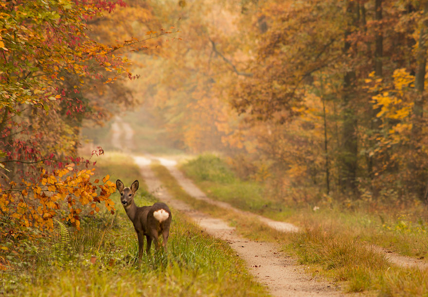 Polish Forest In Autumn