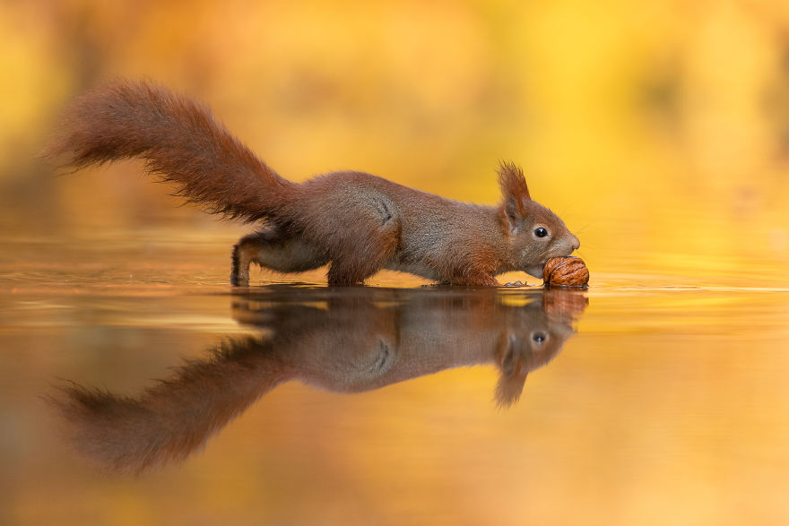Squirrel Doing Water Ballet In Autumn