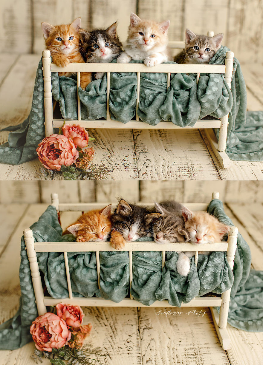 The Sweetest Little Kittens That You Ever Did See! The Sweetest Little Kittens That You Ever Did See!