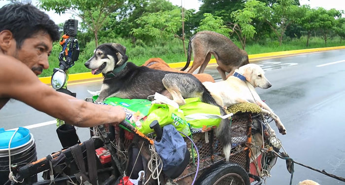 I Saw A Man Who Walks With A Trolley Around Mexico Saving Hundreds Of Homeless Dogs And His Story Touched Me