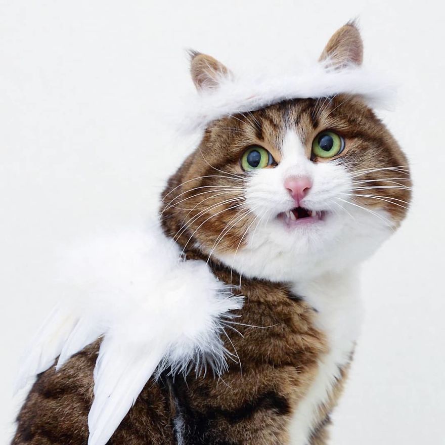 Instagram Cat Who Killed The Halloween Costume Game