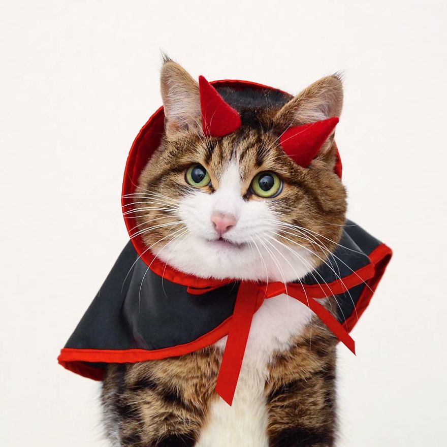 Instagram Cat Who Killed The Halloween Costume Game